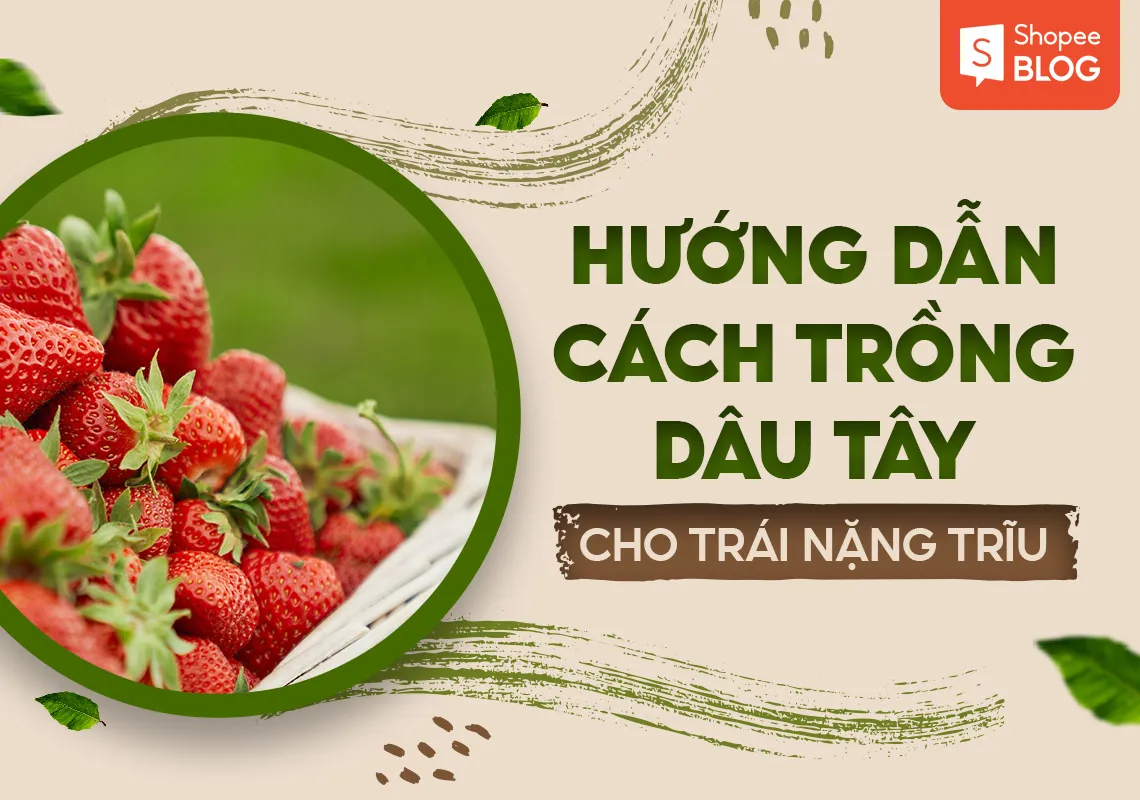 Hướng dẫn cách trồng dâu tây cho trái nặng trĩu