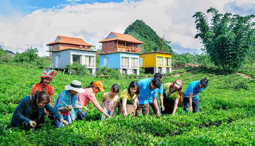 Kinh nghiệm du lịch Mộc Châu mùa hoa mận từ A đến Z