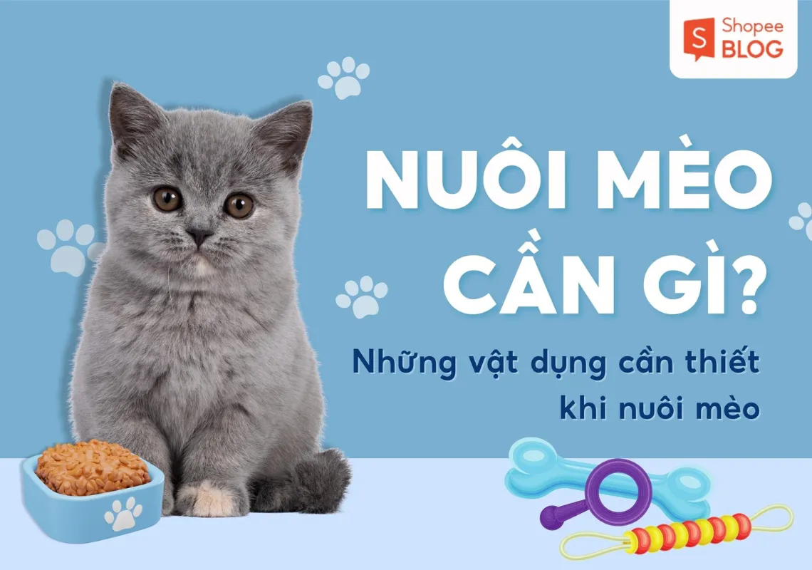 Lần đầu nuôi mèo cần gì? Top những vật dụng cần thiết khi nuôi mèo