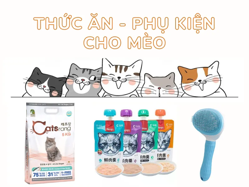 Lần đầu nuôi mèo cần gì? Top những vật dụng cần thiết khi nuôi mèo