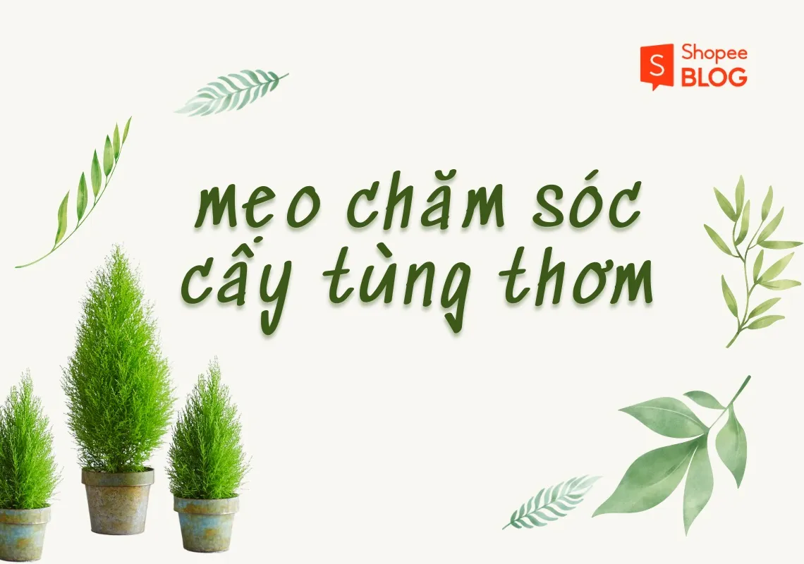 Mách bạn cách chăm sóc cây tùng thơm ở nhà luôn xanh tốt