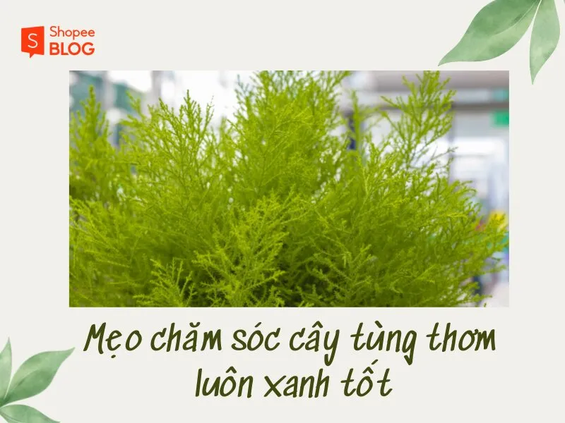 Mách bạn cách chăm sóc cây tùng thơm ở nhà luôn xanh tốt