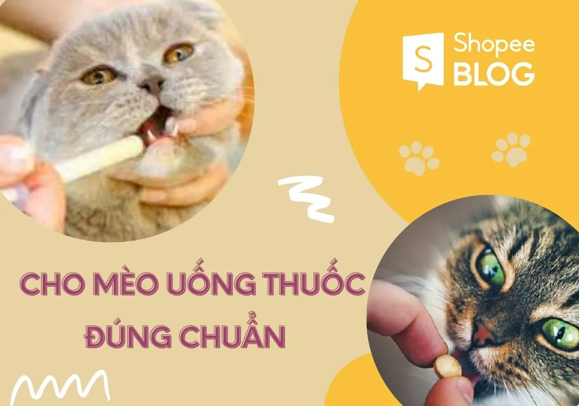 Mách bạn cách cho mèo uống thuốc đơn giản và nhanh chóng