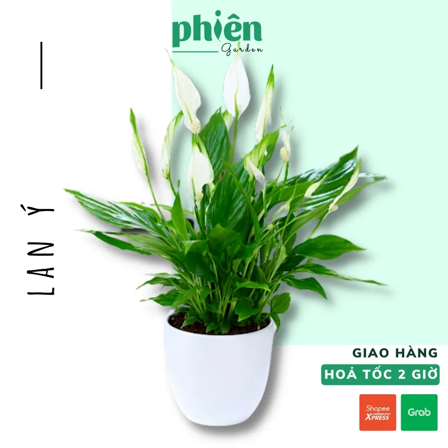 Mệnh Thủy hợp hoa gì? Top 8 loại cây may mắn cho người mệnh Thủy 2023