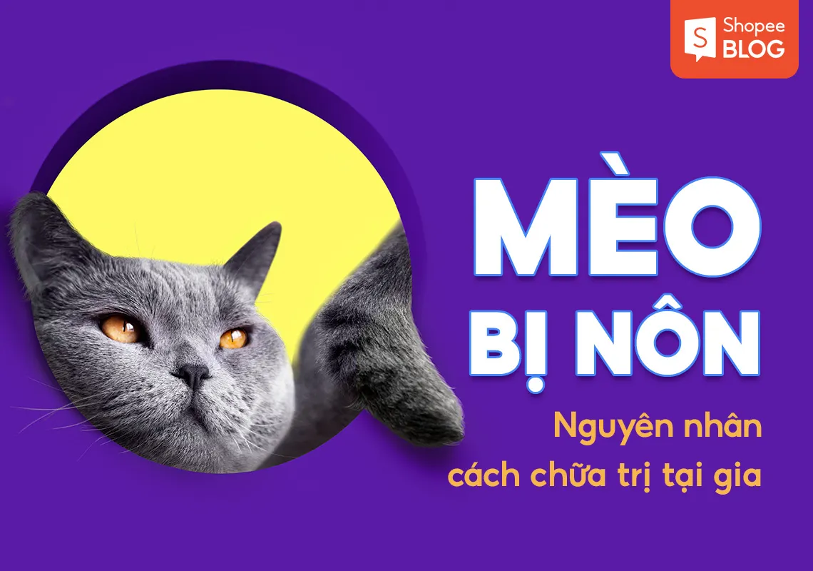 Mèo bị nôn: Nguyên nhân, cách chữa trị tại gia