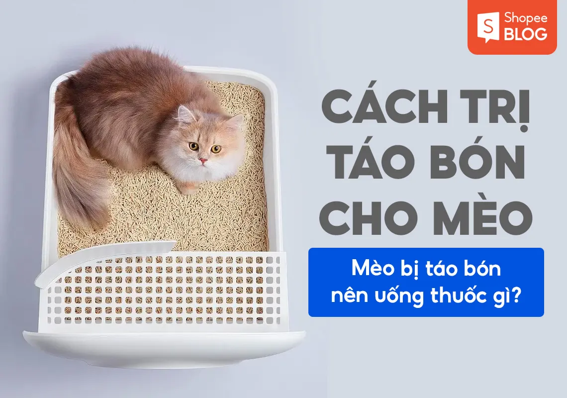 Mèo bị táo bón nên uống thuốc gì? Cách trị táo bón cho mèo hiệu quả nhất