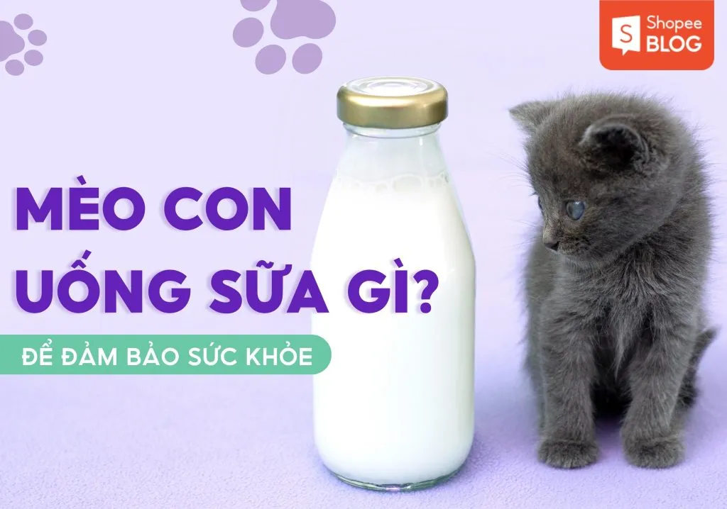 Mèo con uống sữa gì và không nên uống sữa gì để đảm bảo sức khỏe?