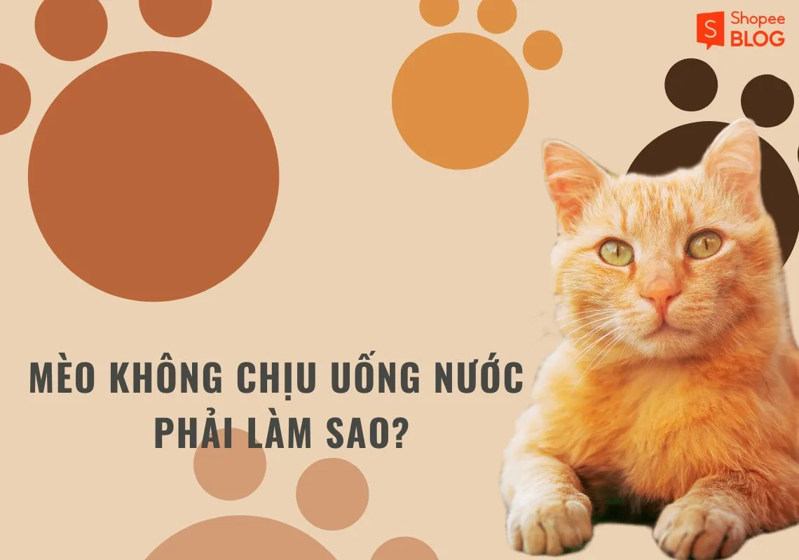 Mèo không chịu uống nước có gây bệnh gì không?