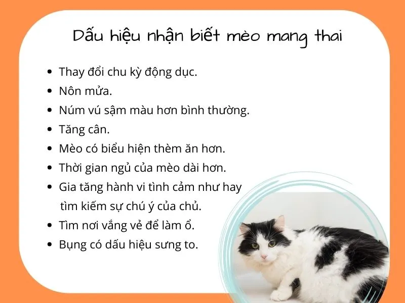 Mèo mang thai bao lâu? Cách nhận biết và chăm sóc mèo mẹ