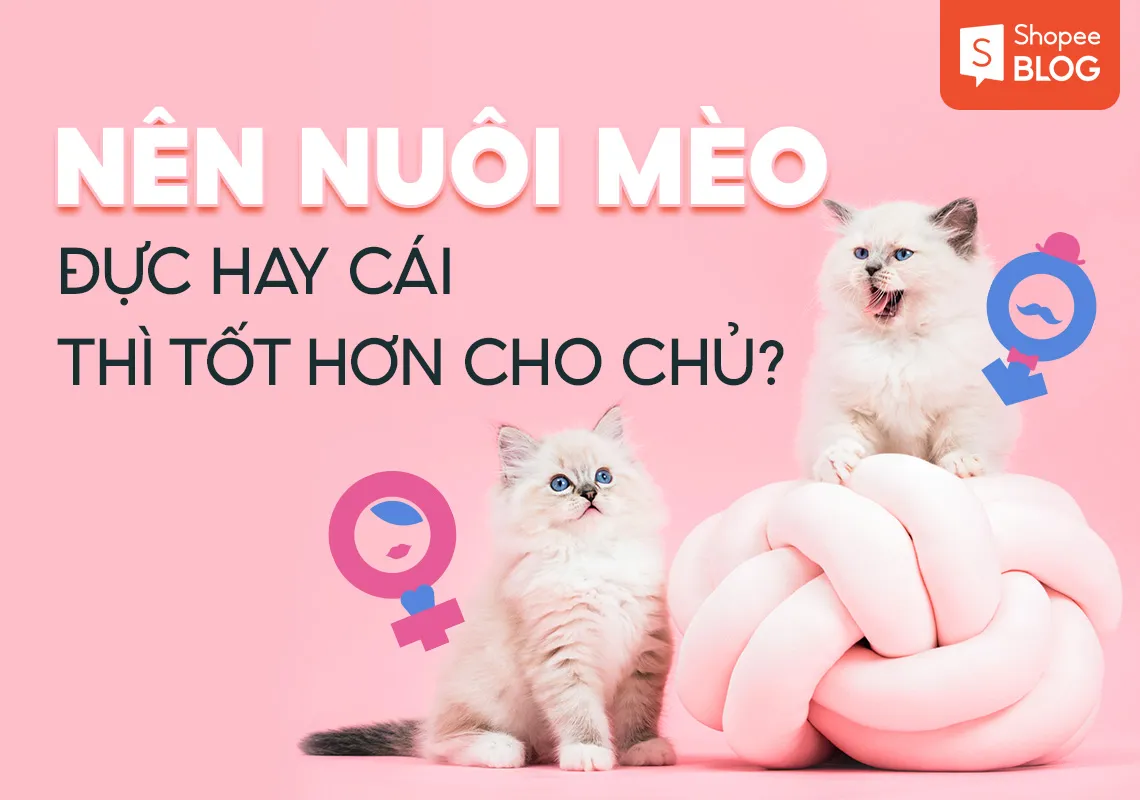 Nên nuôi mèo đực hay cái thì tốt hơn cho chủ?