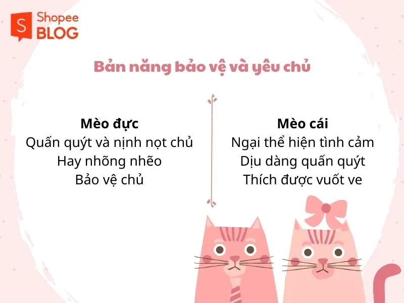 Nên nuôi mèo đực hay cái thì tốt hơn cho chủ?