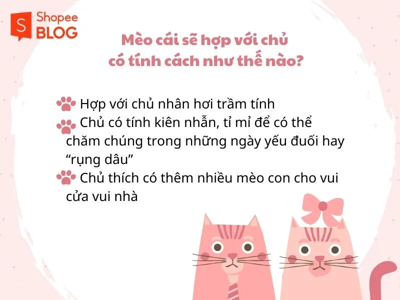 Nên nuôi mèo đực hay cái thì tốt hơn cho chủ?