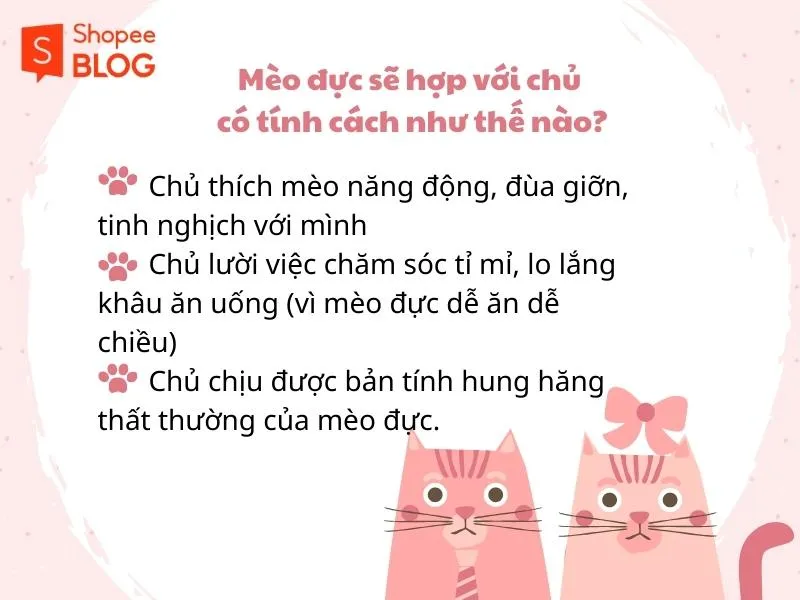 Nên nuôi mèo đực hay cái thì tốt hơn cho chủ?