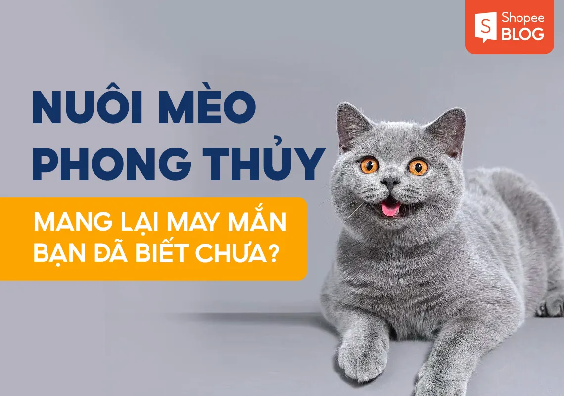 Nuôi mèo phong thủy mang lại may mắn bạn đã biết chưa?