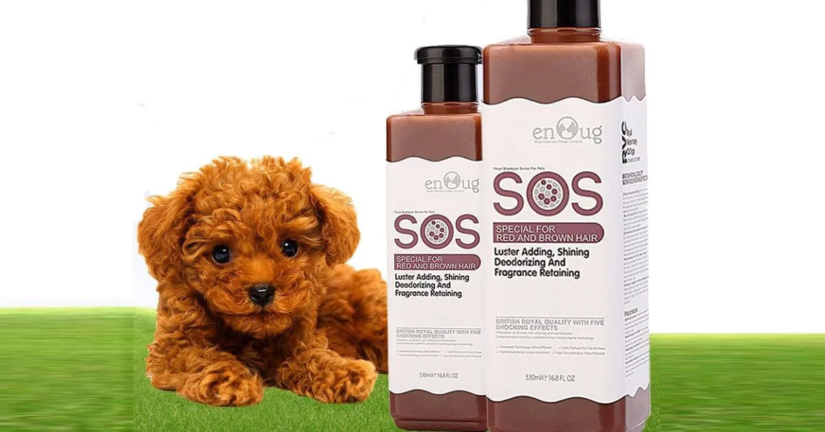 Review top 07 sữa tắm cho chó Poodle tốt trên thị trường