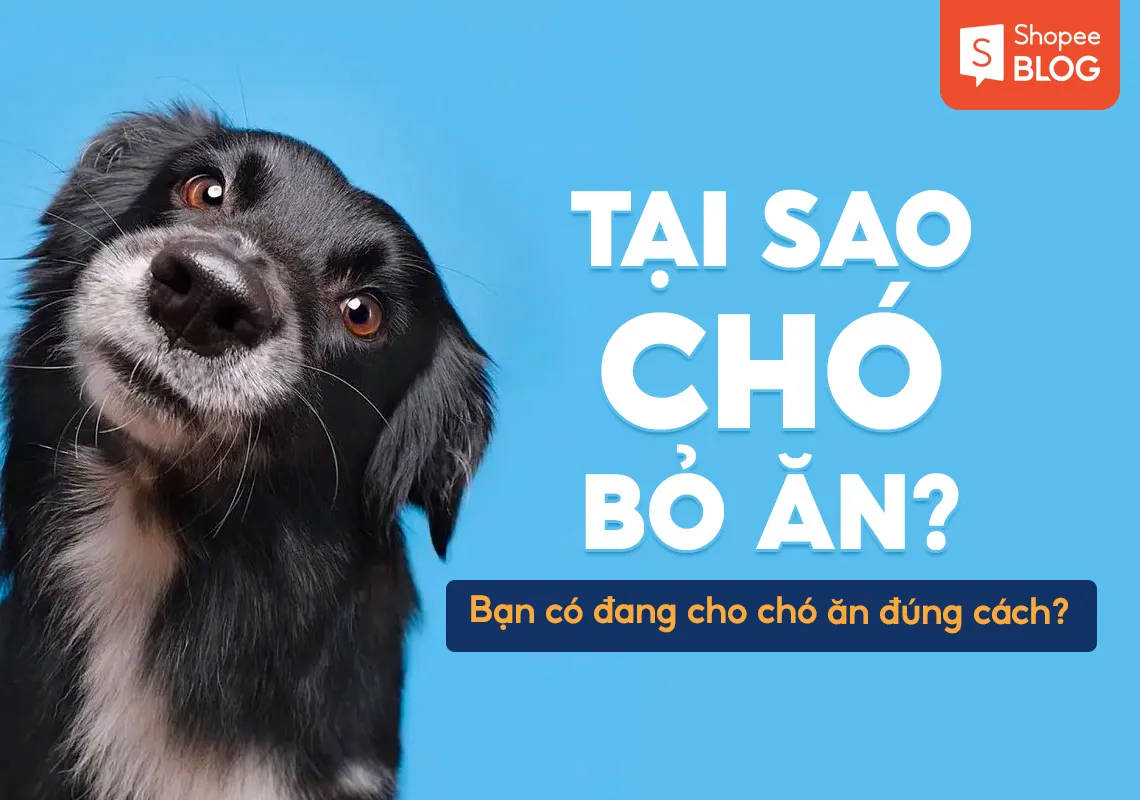 Tại sao chó bỏ ăn? Bạn có đang cho chó ăn đúng cách?