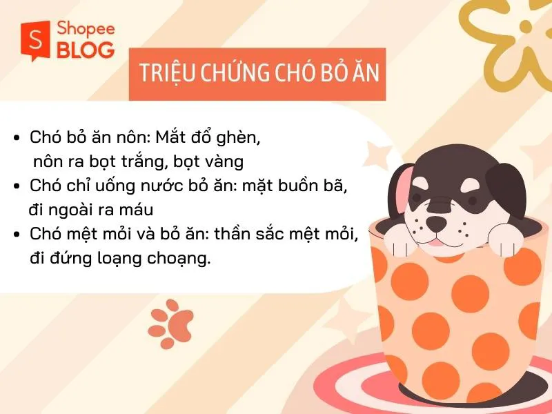 Tại sao chó bỏ ăn? Bạn có đang cho chó ăn đúng cách?