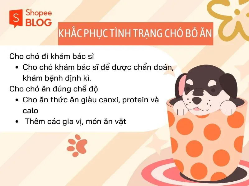 Tại sao chó bỏ ăn? Bạn có đang cho chó ăn đúng cách?