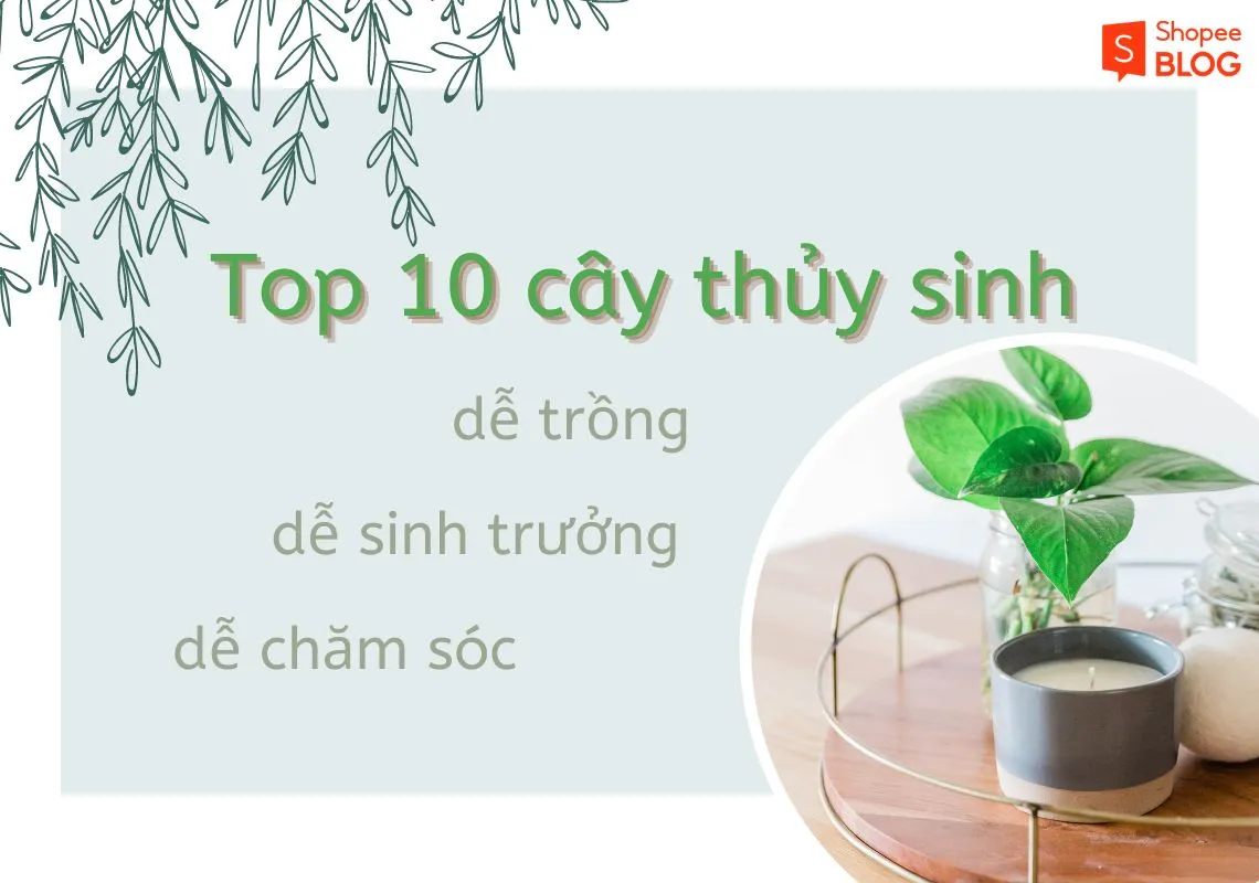 Top 10 các loại cây thủy sinh đẹp và dễ chăm sóc