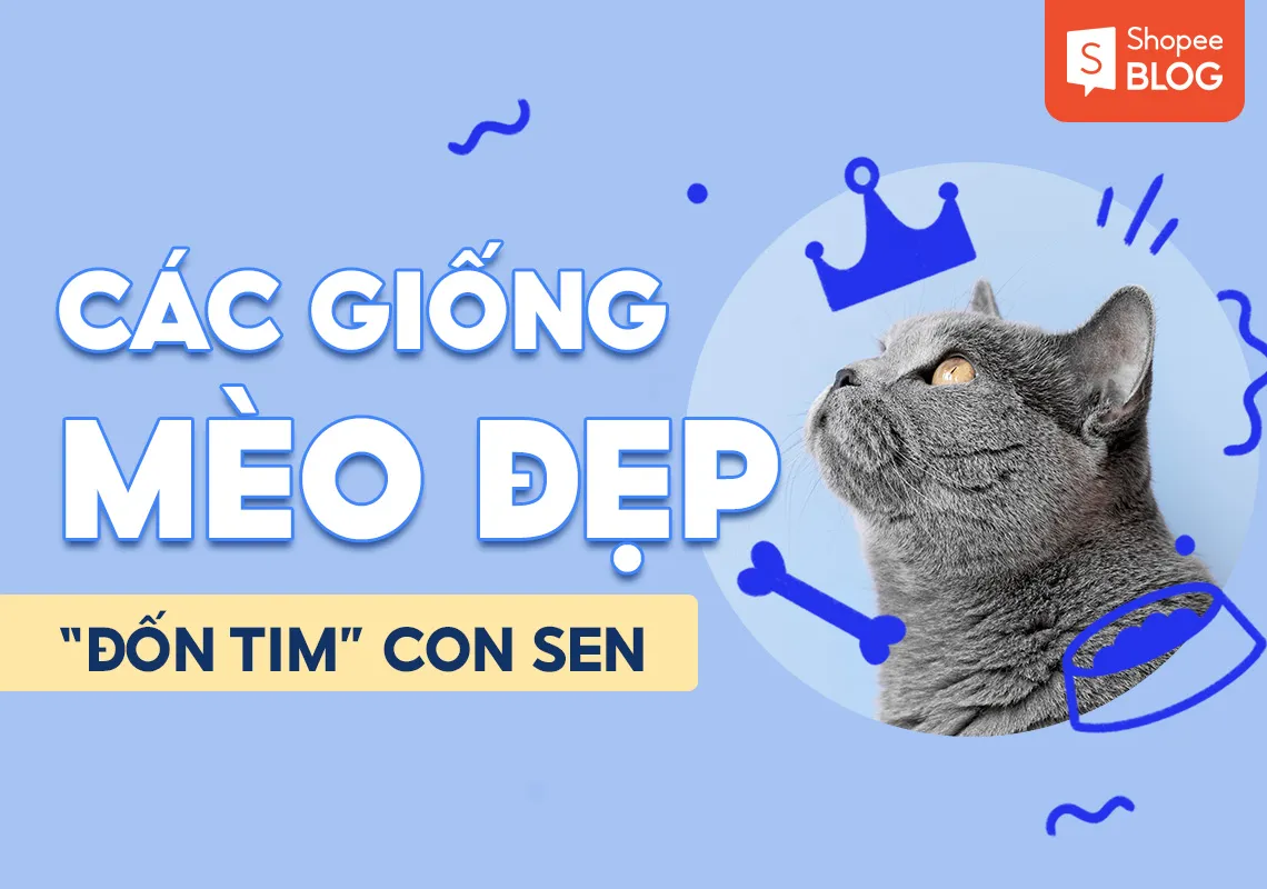 Top 8 các giống mèo đẹp “đốn tim” hàng triệu con sen