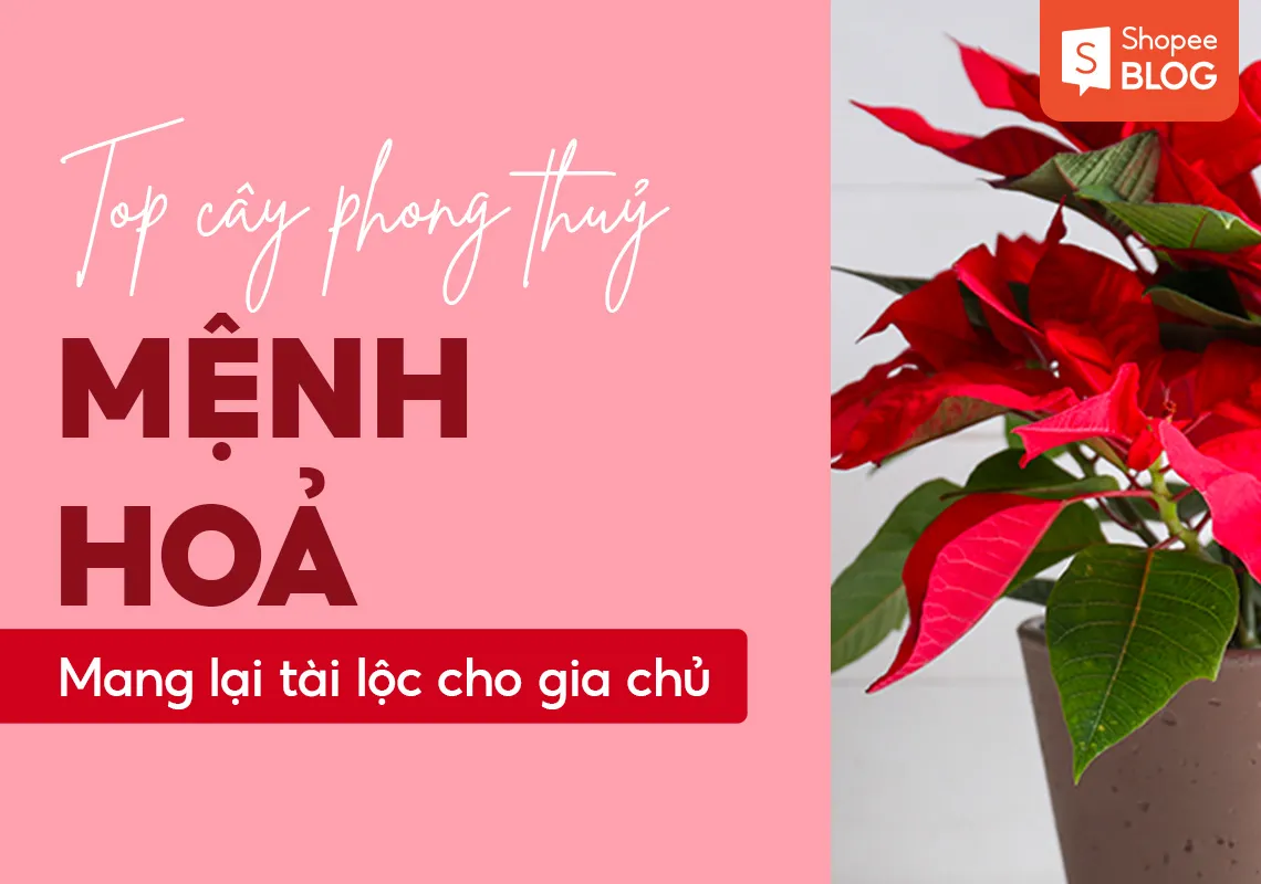 Top 8 cây phong thủy hợp mệnh Hỏa mang lại tài lộc sung túc cho gia chủ 2023