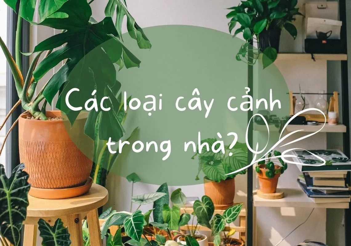 Top các loại cây trồng trong nhà tốt cho phong thủy và sức khỏe