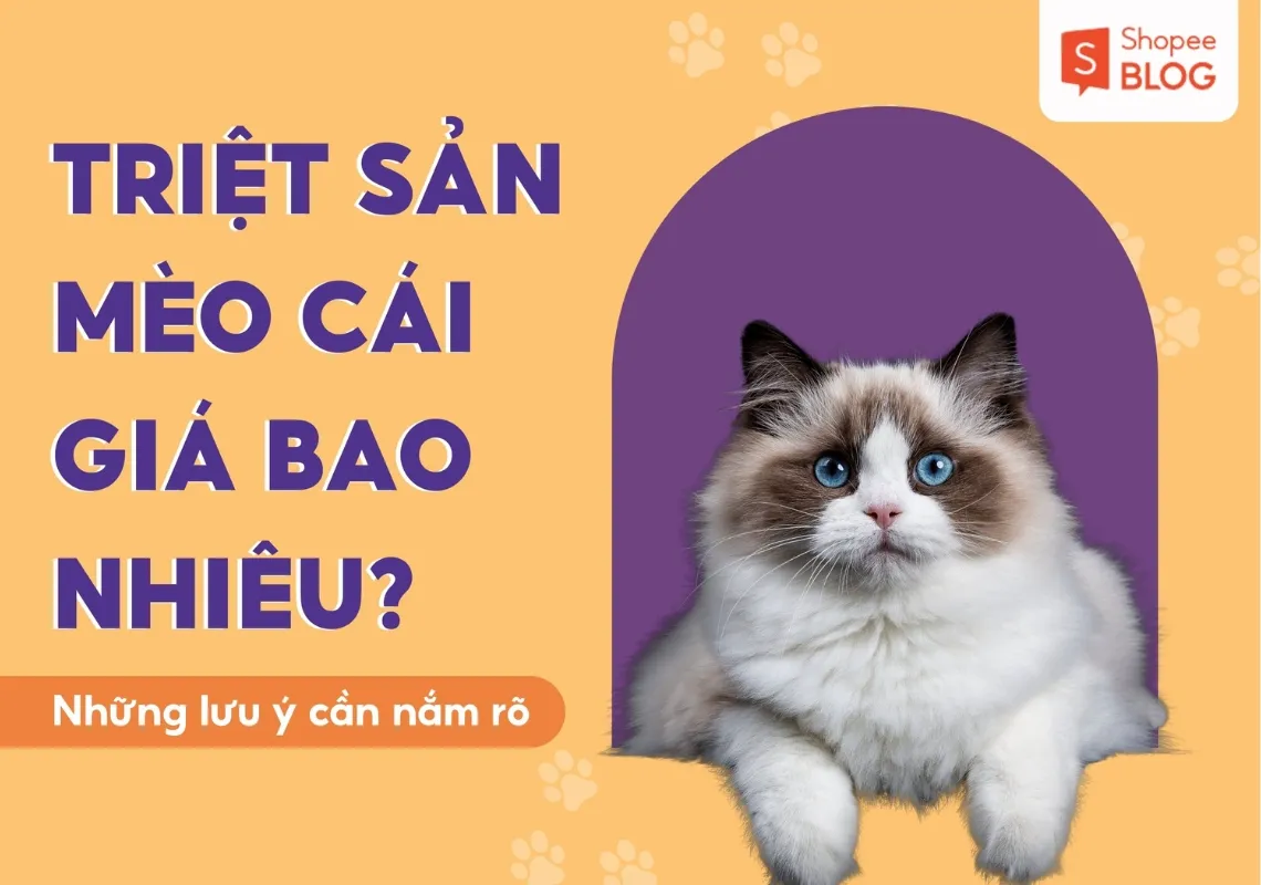 Triệt sản mèo cái giá bao nhiêu? Những lưu ý cần nắm rõ