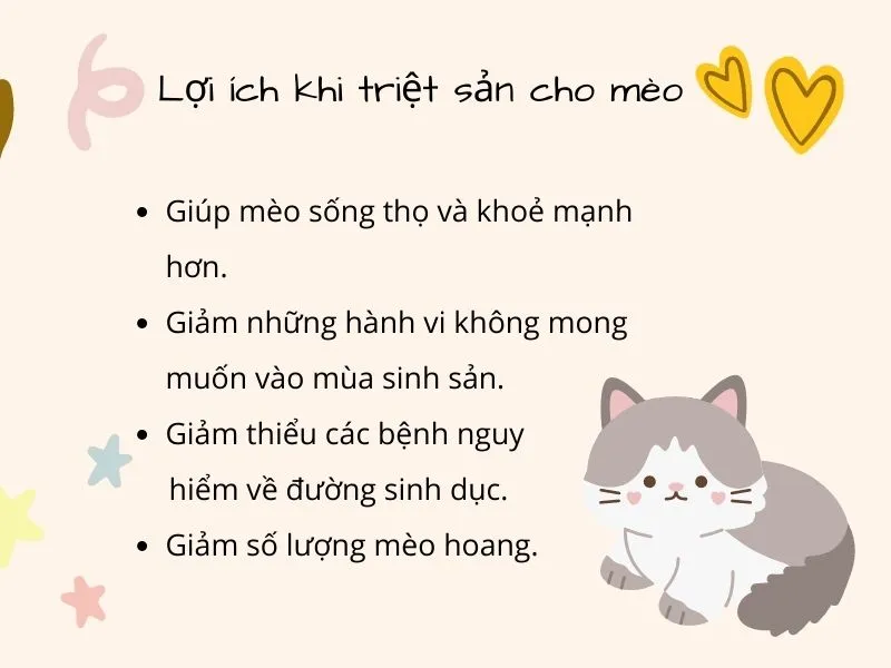 Triệt sản mèo cái giá bao nhiêu? Những lưu ý cần nắm rõ