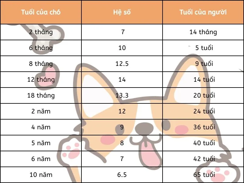 Tuổi thọ của chó trung bình là bao nhiêu?