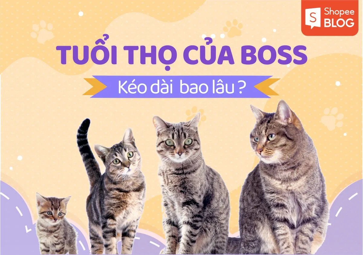 Tuổi thọ của mèo trung bình kéo dài được bao nhiêu năm?