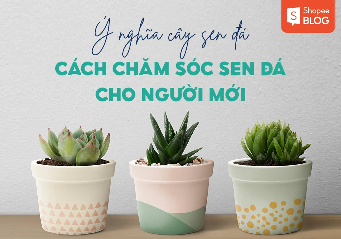 Ý nghĩa cây sen đá và cách chăm sóc sen đá cho người mới