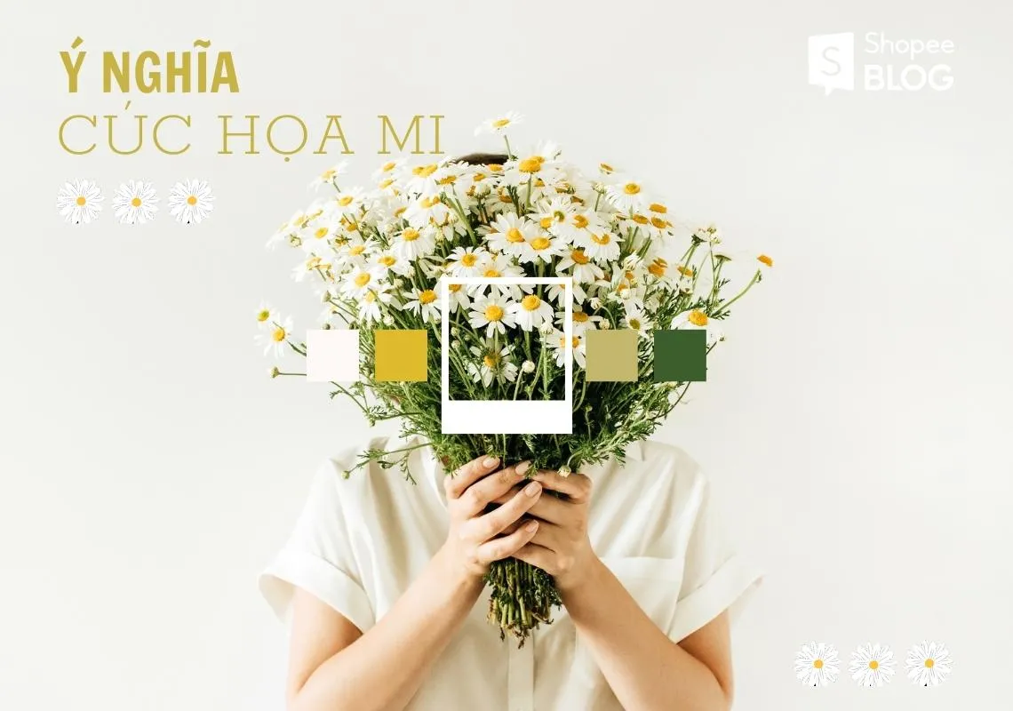 Ý nghĩa hoa cúc họa mi trong tình yêu và cuộc sống