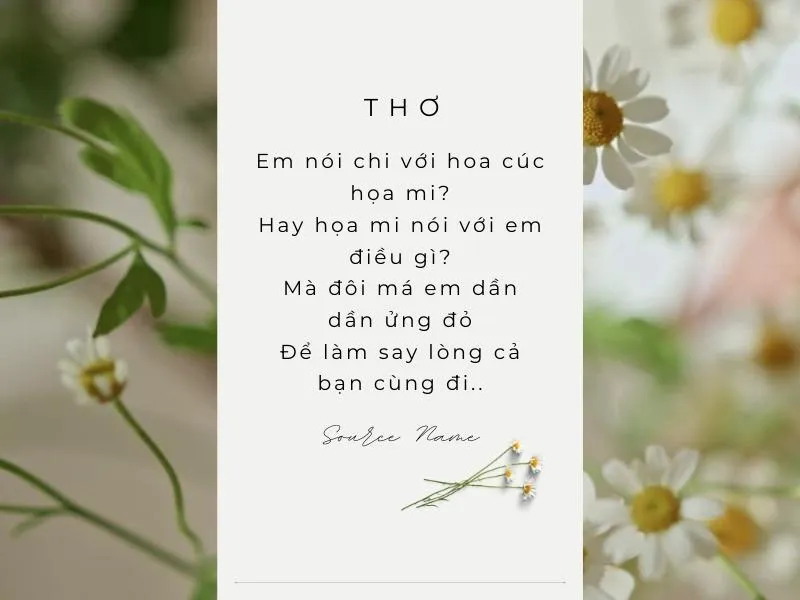 Ý nghĩa hoa cúc họa mi trong tình yêu và cuộc sống